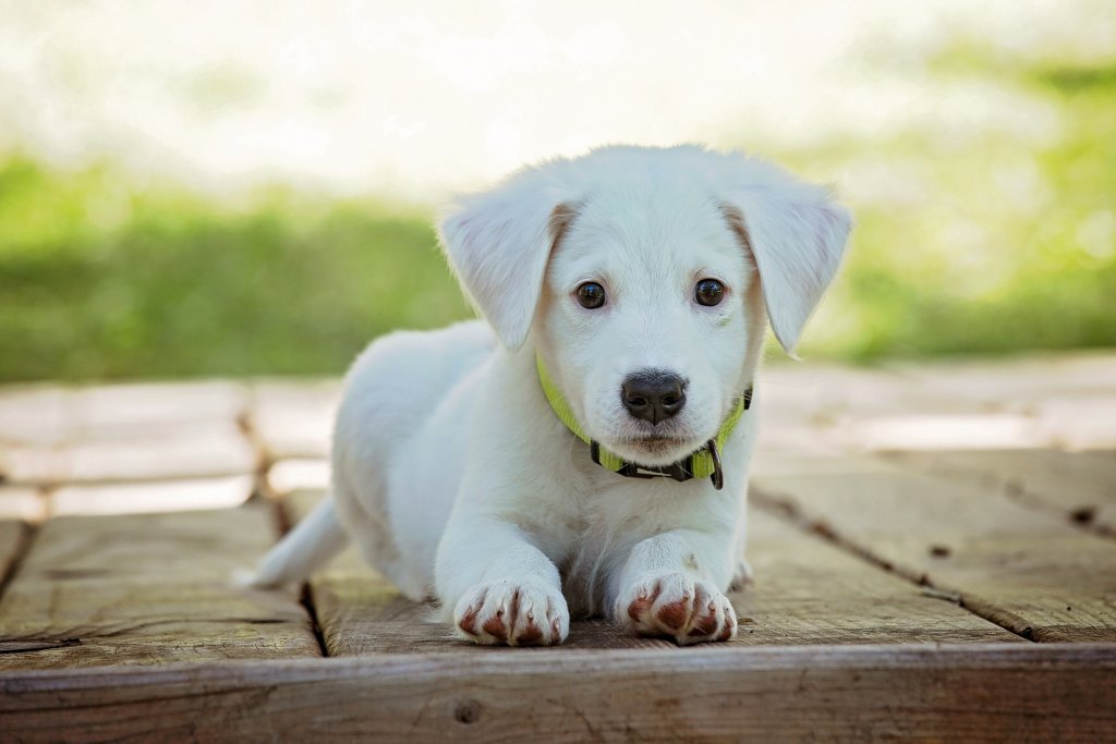 white puppy dog animal cute 1003291615 1024x683 - 智樂小家優 智慧家庭 您專屬的生活管家